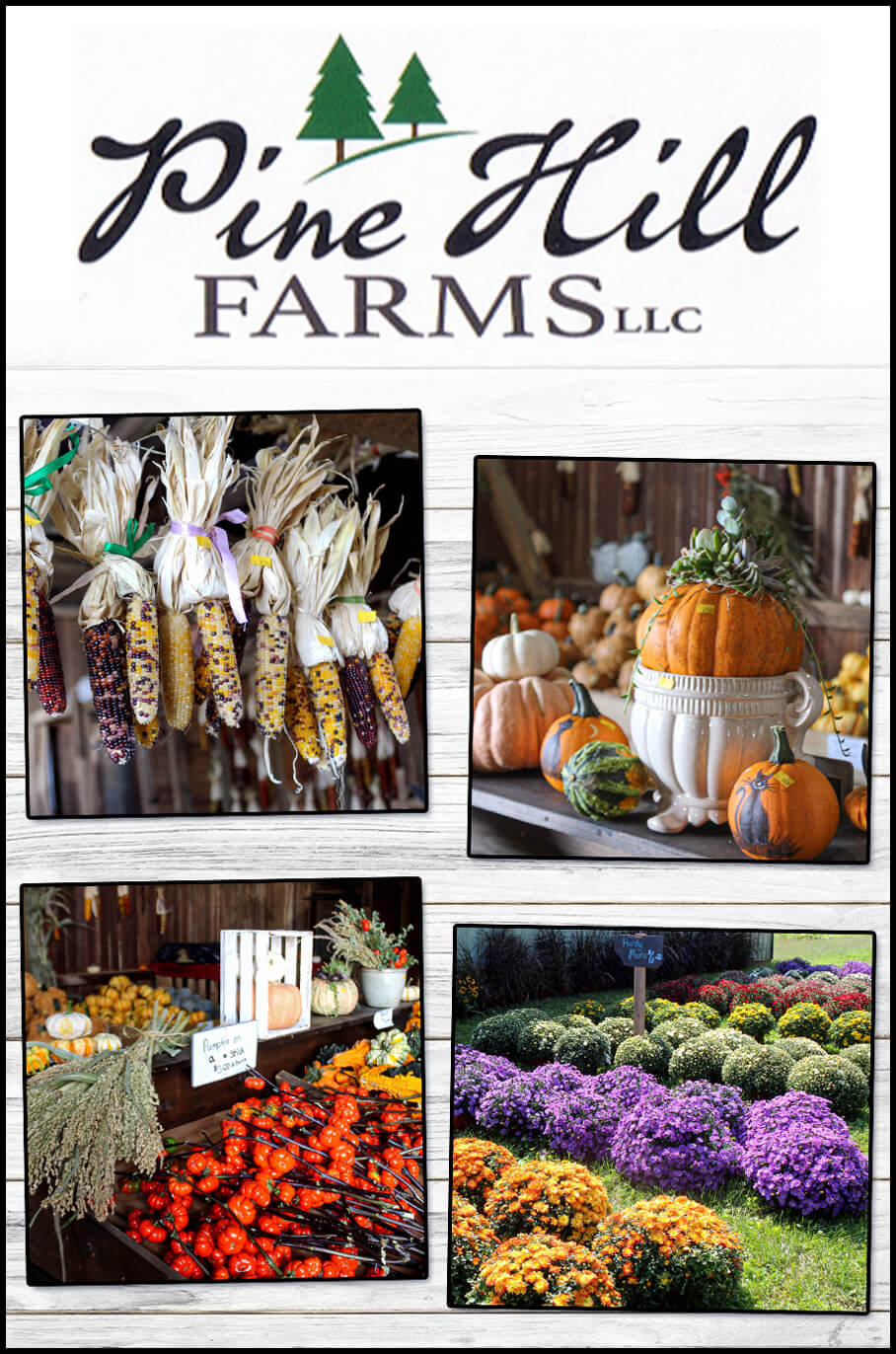 Pine Hill Farms Lititz PA Collage of images from Pine Hill Farms: dried corn decorations, pumpkins and gourds arranged artfully, fresh produce including dried herbs and peppers, and a garden with colorful flowering plants.
