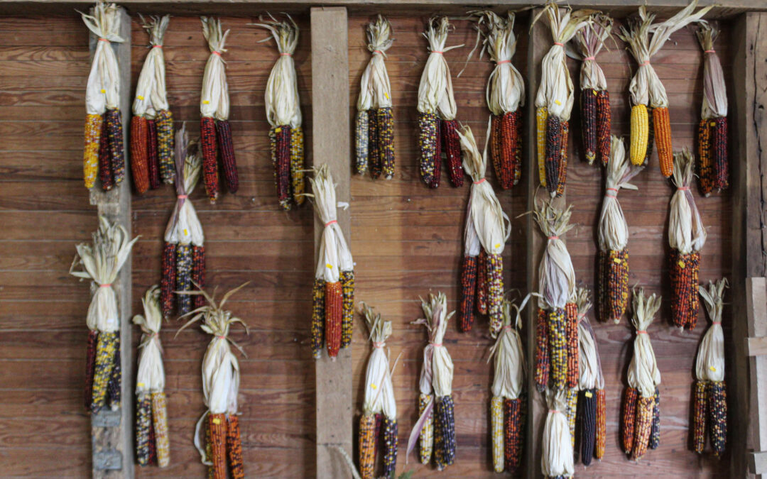 Pine Hill Farms Lititz PA Multiple ears of colorful corn are hanging vertically on a wooden wall, each bundled with its husk attached and tied.