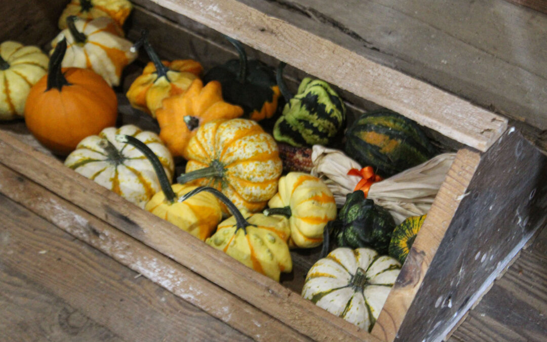 Pine Hill Farms Lititz PA A wooden box filled with assorted small pumpkins and gourds, showcasing various shapes, sizes, and colors, is placed on a wooden surface.