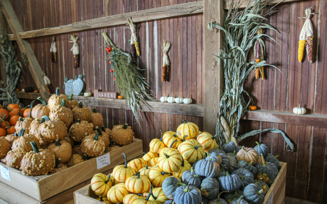 Pine Hill Farms Lititz PA Wooden crates filled with bumpy orange pumpkins, striped pumpkins, and blue pumpkins in a rustic wooden barn. Dry cornstalks and decorative corn hang on the walls.