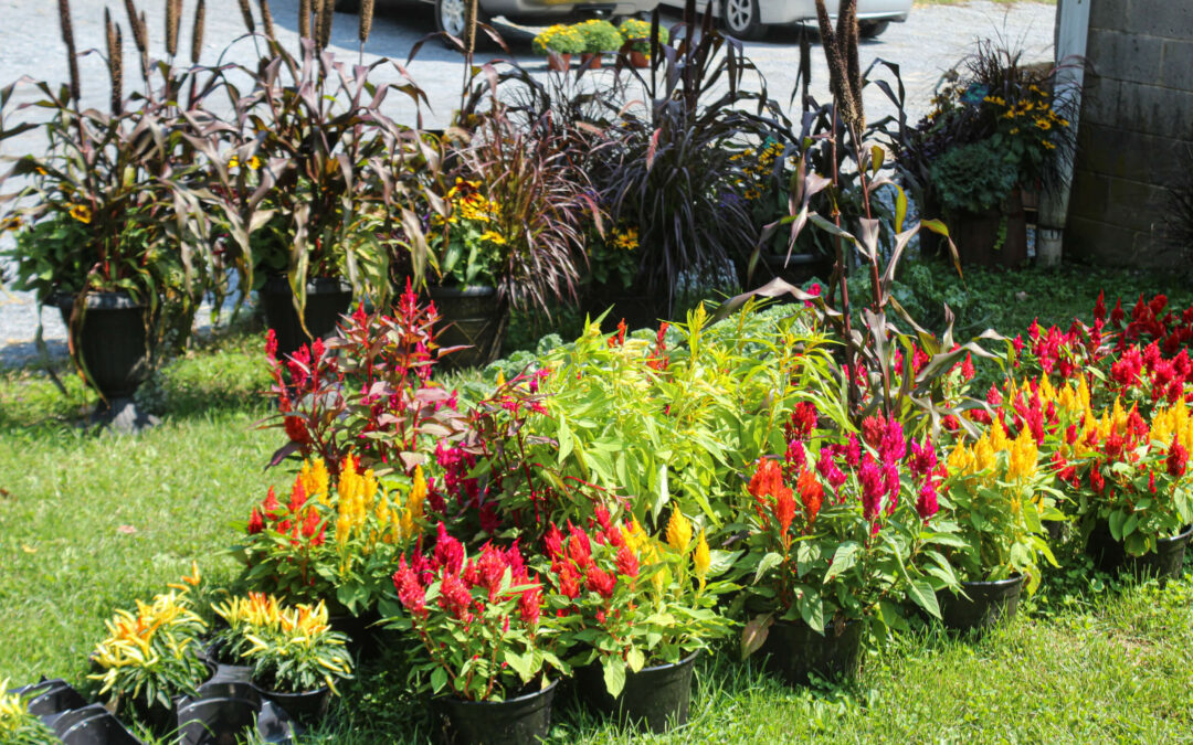 Pine Hill Farms Lititz PA A variety of potted plants with vibrant flowers and foliage are displayed outdoors on a grassy area near parked cars.
