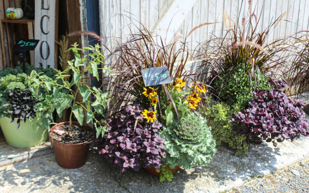 Pine Hill Farms Lititz PA Potted plants, including purple ornamental kale, yellow flowers, and green foliage, are arranged outside a rustic wooden building. A sign displaying a price of $29.00 is visible among the plants.