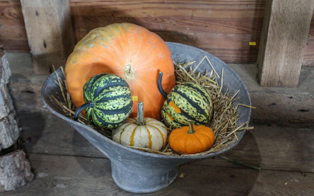 Pine Hill Farms Lititz PA A display of various pumpkins and gourds in a metal container filled with straw, set against a wooden background.