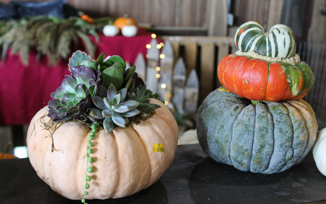 Pine Hill Farms Lititz PA Two decorative pumpkins on display: one with succulents on top and another stacked with three colorful gourds. A festive backdrop includes a table with pumpkins and string lights.