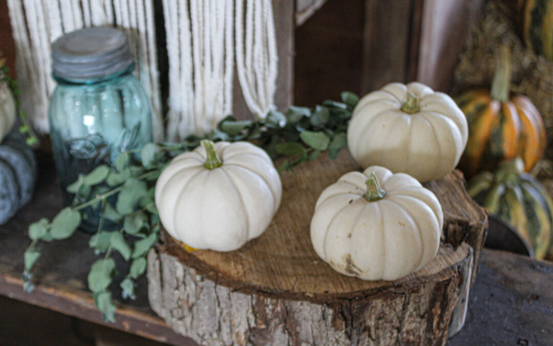 Pine Hill Farms Lititz PA Three white pumpkins are displayed on a wooden slab. A glass jar and green foliage are in the background alongside additional pumpkins.