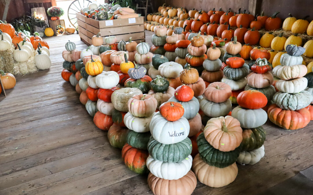 Pine Hill Farms Lititz PA A wooden floor area filled with various pumpkins and squashes stacked in rows, with crates in the back containing more pumpkins.
