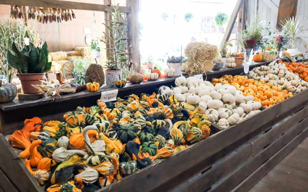 Pine Hill Farms Lititz PA A display of assorted gourds and pumpkins in a rustic market setting, featuring various shapes and colors. Dried plants and potted flowers are visible in the background.