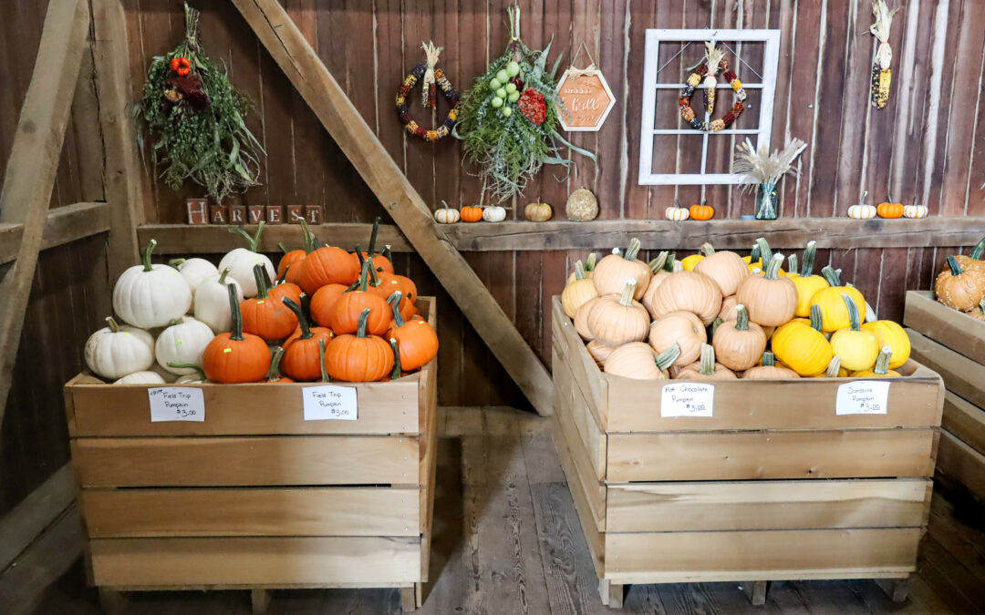 Pine Hill Farms Lititz PA Wooden crates filled with assorted pumpkins and squash inside a rustic barn, with dried herbs and decorations hanging on the wall.