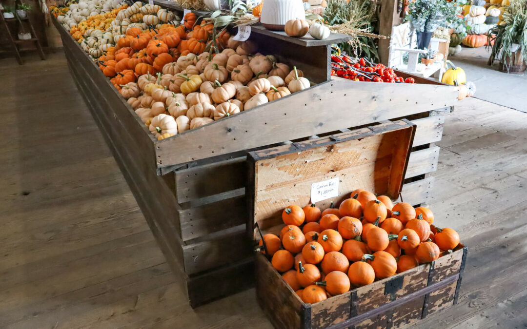 Pine Hill Farms Lititz PA A display stand at a market showcases a variety of pumpkins and gourds, including a wooden crate filled with small orange pumpkins in the foreground. The wooden floor and rustic decor are visible.