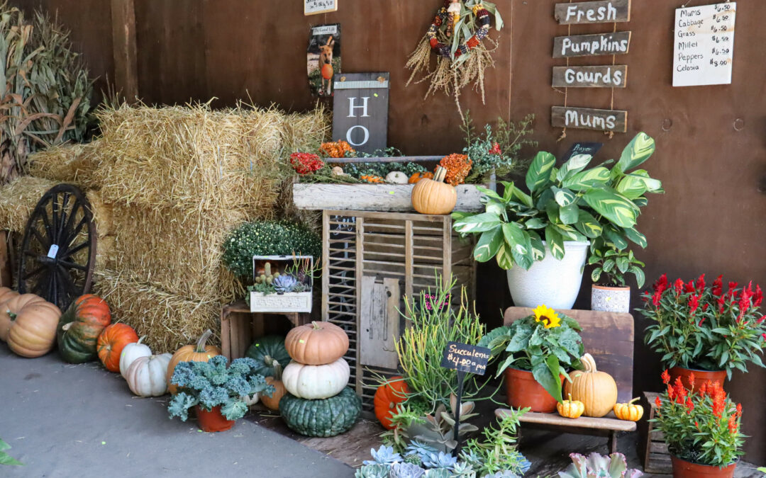 Pine Hill Farms Lititz PA A rustic display of pumpkins, gourds, and various potted plants on a wooden backdrop with a price list and decorative hay bales.