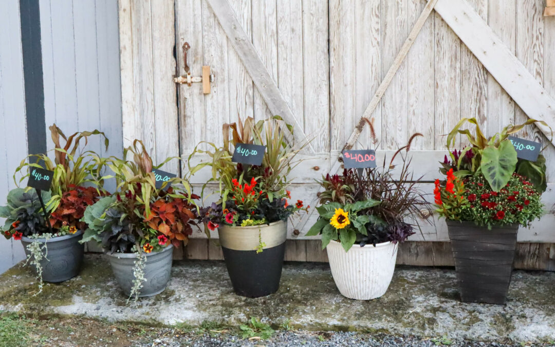 Pine Hill Farms Lititz PA Five floral arrangements in pots of various sizes are lined up in front of a wooden door. Each pot is priced at $40.00 as indicated by signs placed in them.
