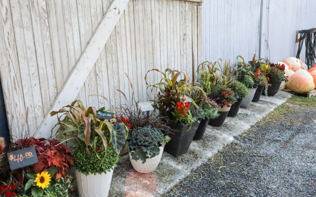 Pine Hill Farms Lititz PA A row of potted plants and flowers is displayed on the ground next to a wooden structure. Each pot has a price tag, with the nearest one marked "$40.00". Large pumpkins are visible in the background.