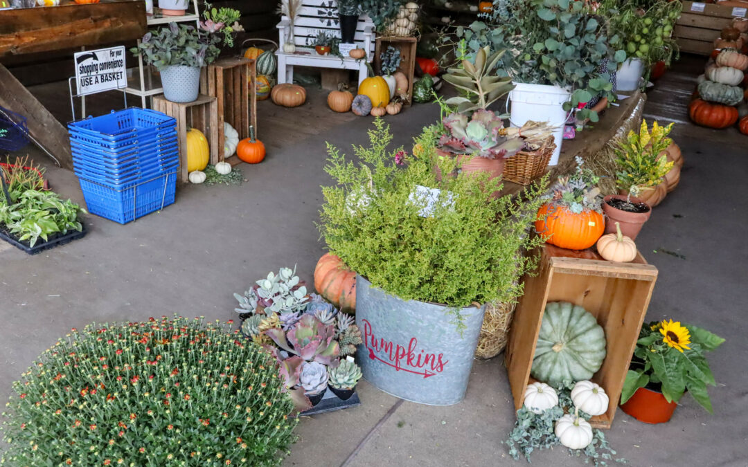 Pine Hill Farms Lititz PA A market stall displays various plants, pumpkins, flowers, and succulents. A potted plant labeled "Pumpkins" is in the foreground. Crates and baskets fill the background.