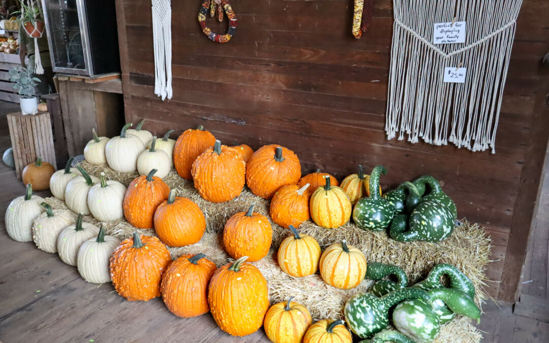 Pine Hill Farms Lititz PA A display of various pumpkins and gourds, including white, orange, and green ones, arranged on hay bales against a wooden wall with macrame decorations.