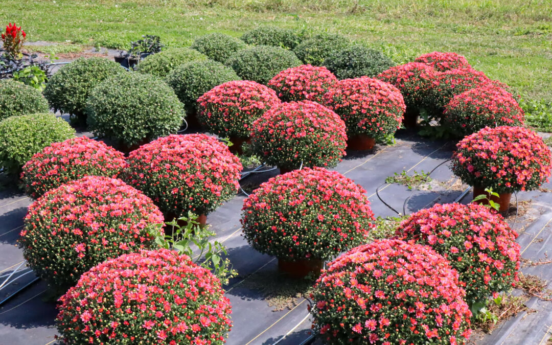 Pine Hill Farms Lititz PA A cluster of potted plants with densely packed red and green flowers arranged on a mat in an outdoor setting.