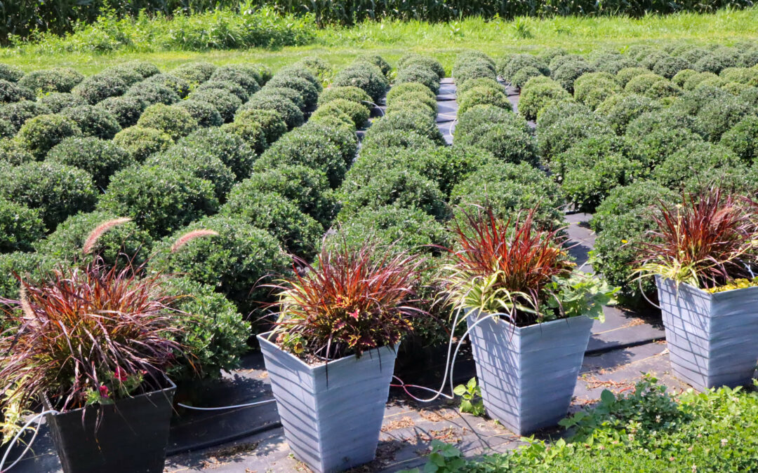Pine Hill Farms Lititz PA Outdoor nursery with neatly arranged rows of lush green shrubs and several potted plants with reddish leaves in gray containers in the foreground.