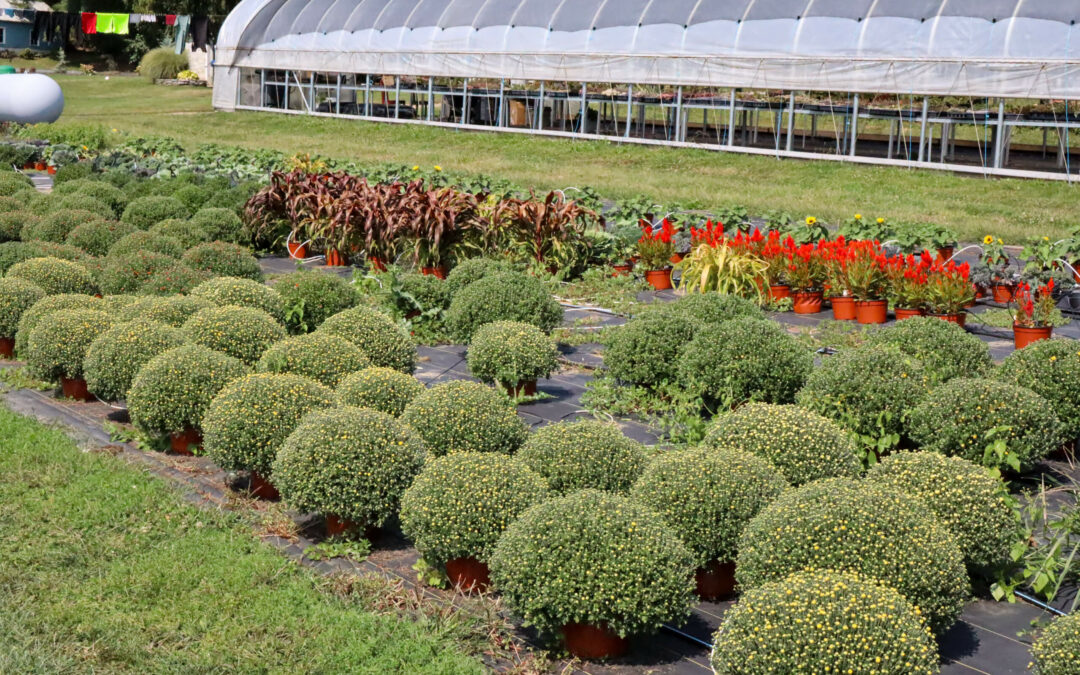Pine Hill Farms Lititz PA Rows of potted plants, including bushy greenery and red flowers, are arranged in front of a greenhouse structure.