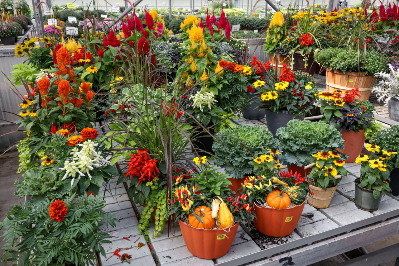 Black Creek Greenhouse - reallancastercounty