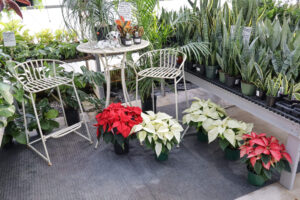 A patio setup with a white table and two chairs surrounded by potted plants, including red and white poinsettias, on display in a greenhouse.