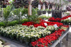 A display of red and white poinsettias and various green plants in pots at a greenhouse nursery, with hanging baskets above.