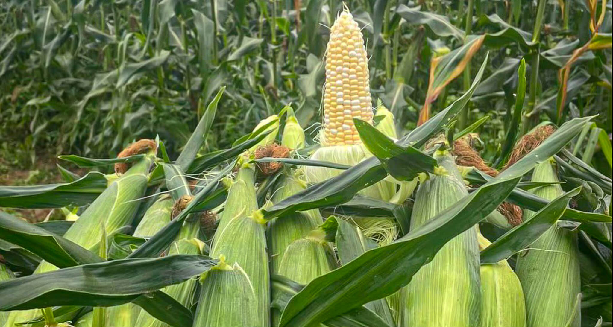 A pile of freshly harvested corn cobs with green husks, topped with an ear of white corn, stands in a cornfield.