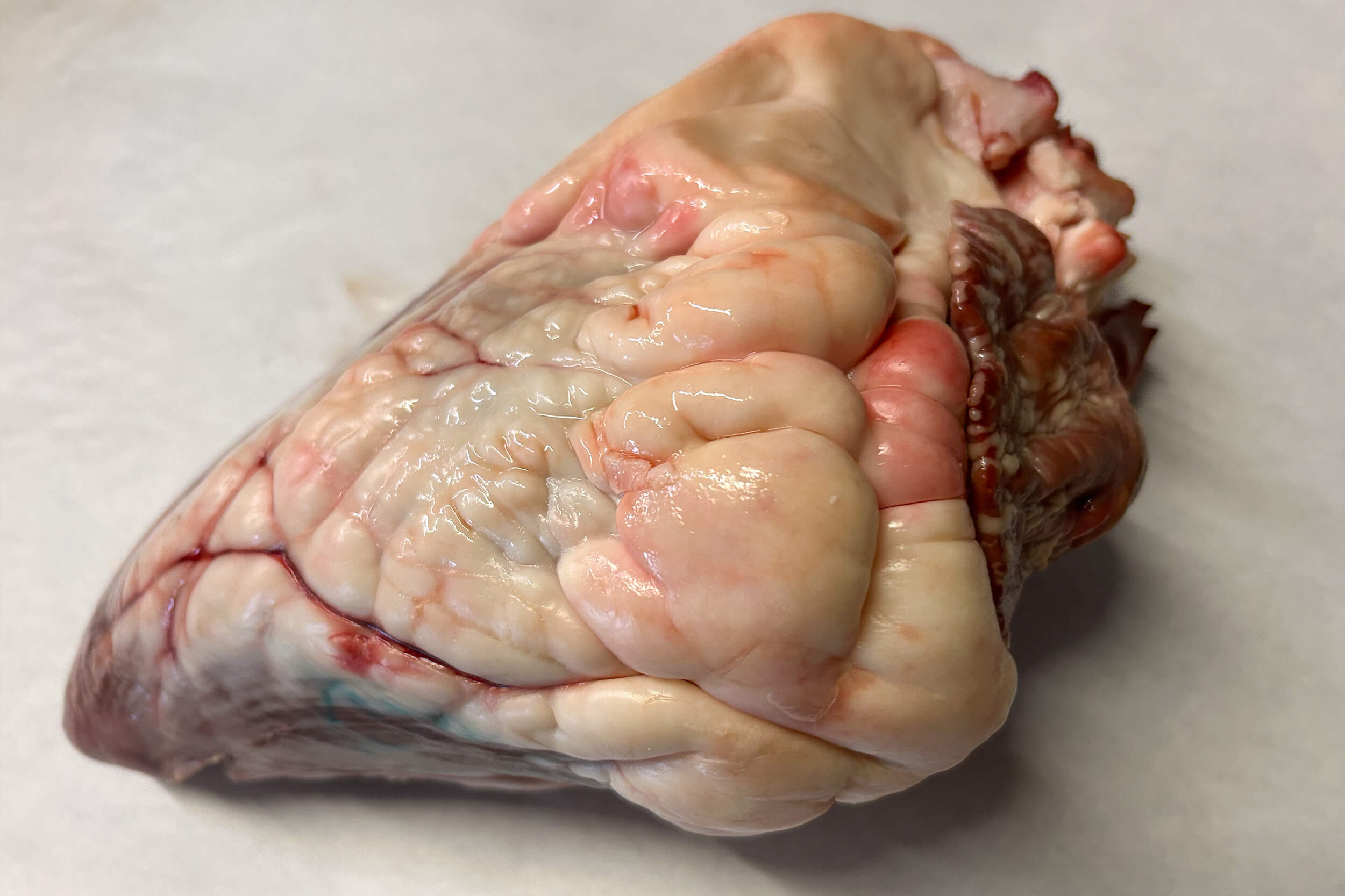 A close-up of a raw animal heart with visible fat and muscle tissue on a white surface.