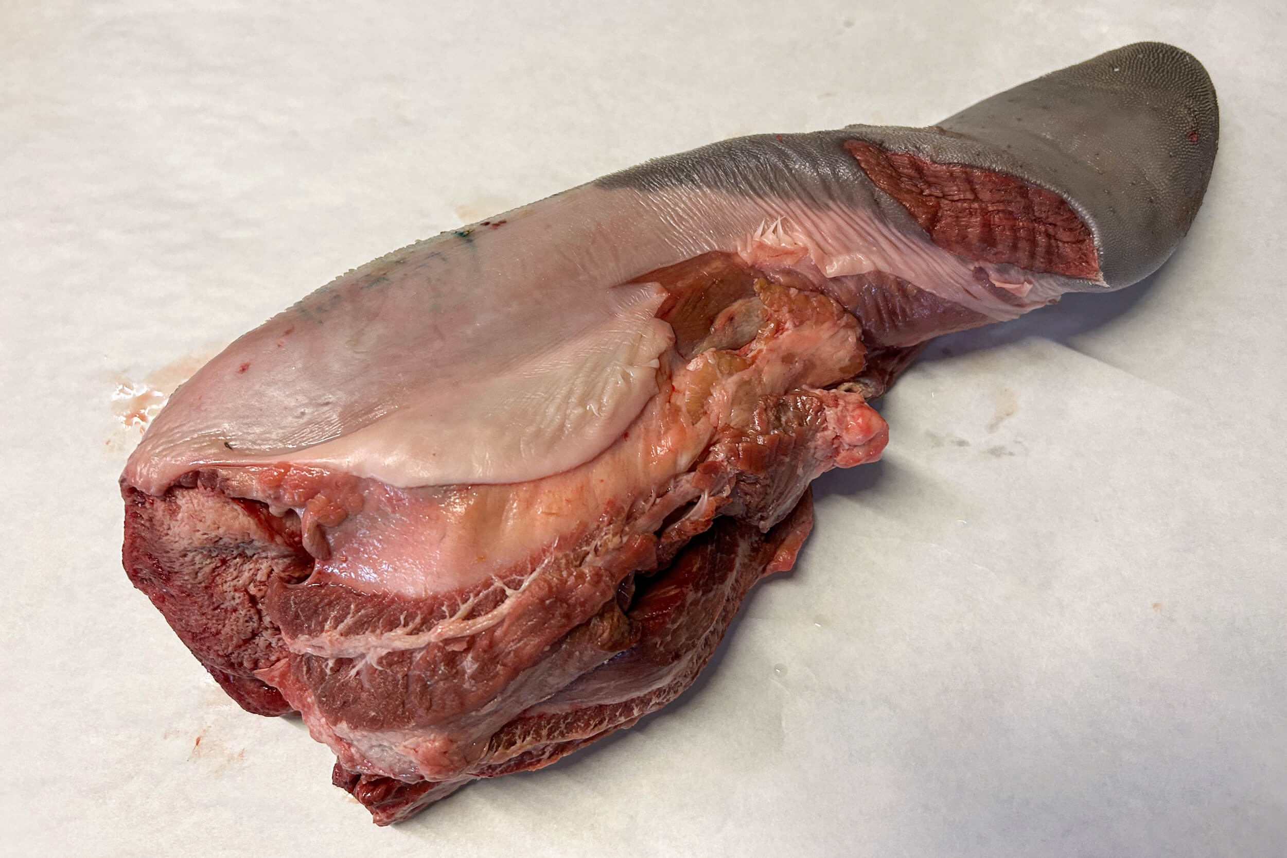 A raw beef tongue with visible muscle and fat lies on a white surface.