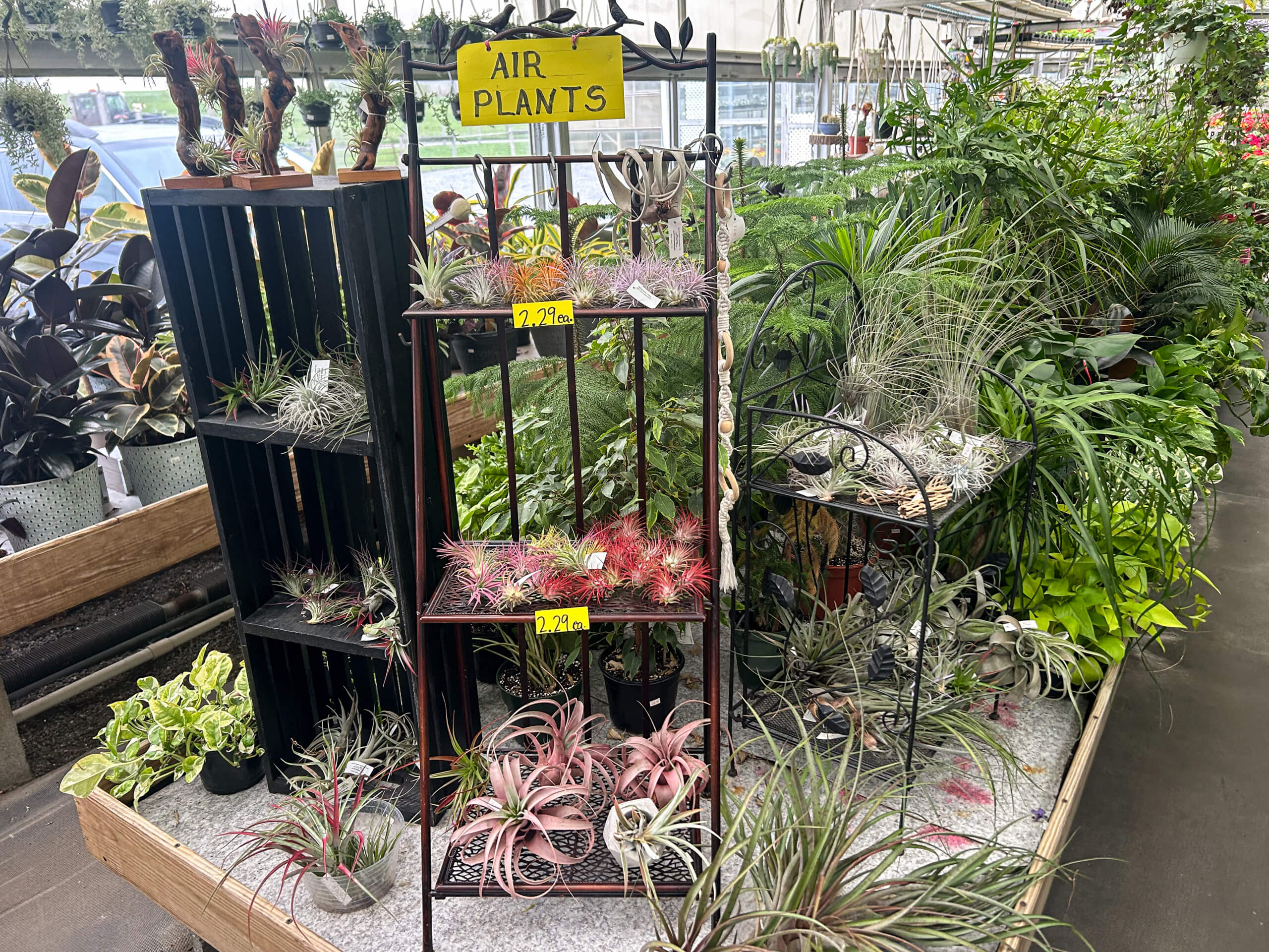 Willow Brook Greenhouse Honey Brook, PA Display of air plants on shelves in a greenhouse, surrounded by various green plants and succulents, with yellow signs indicating “Air Plants” and prices.