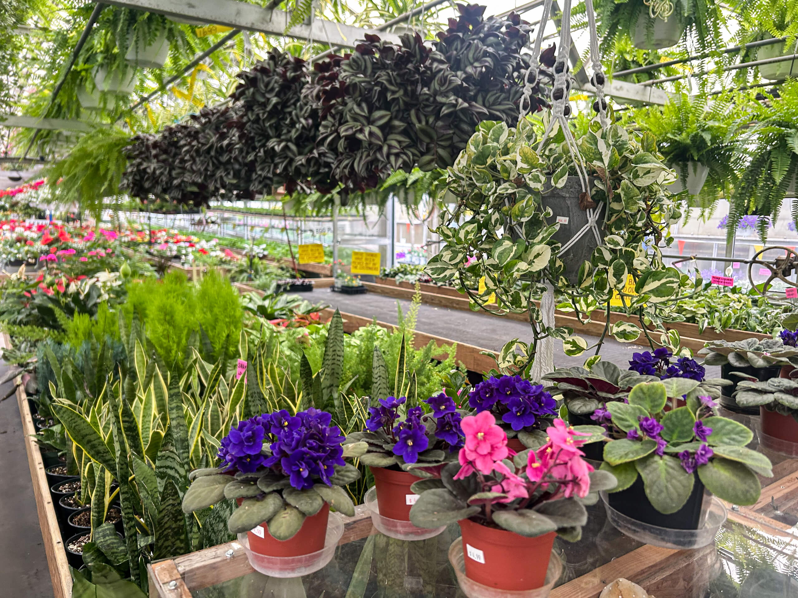 Willow Brook Greenhouse Honey Brook, PA Potted African violets and various green plants on display at a greenhouse, with hanging plants and rows of flowers visible in the background.