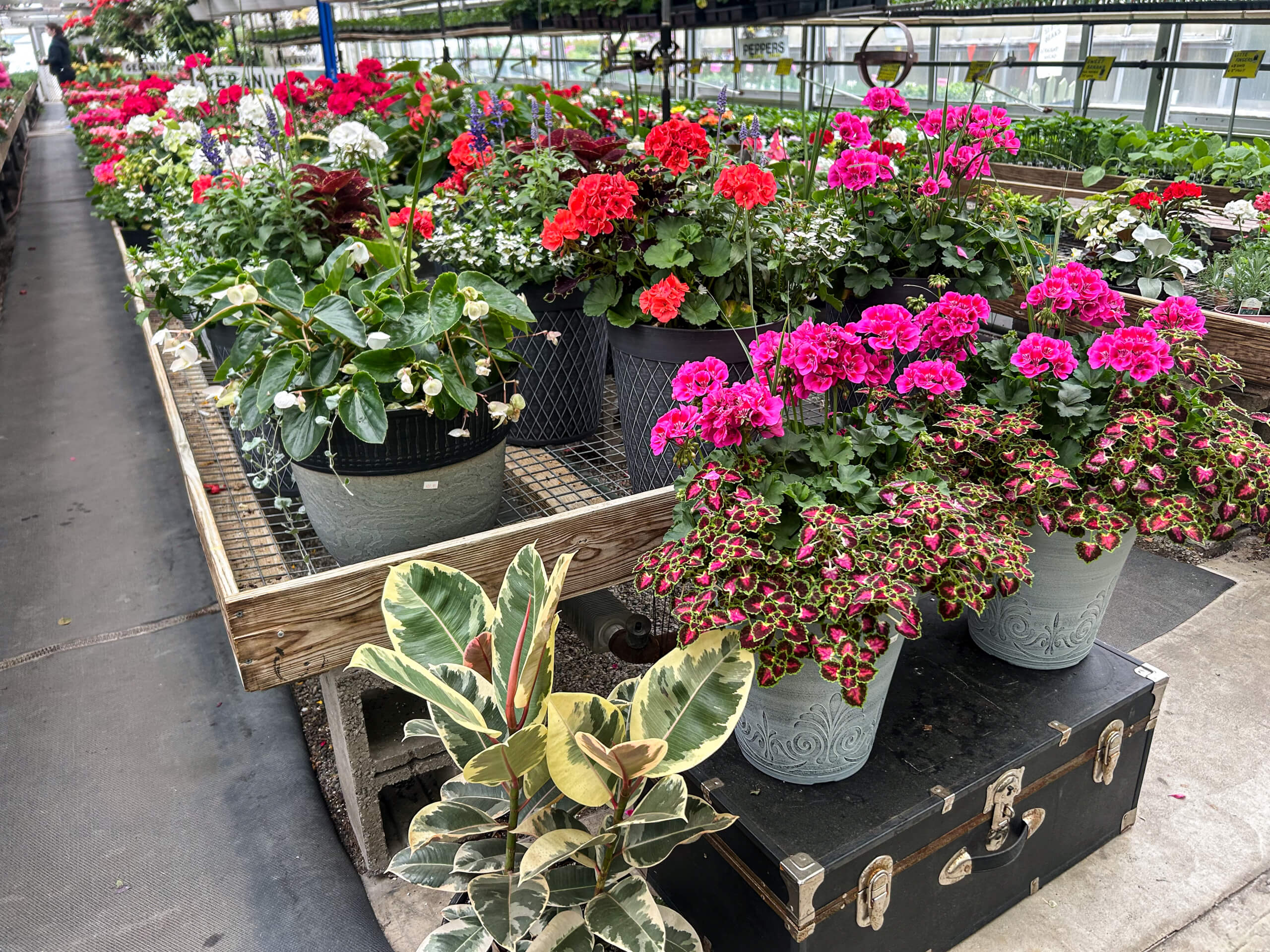 Willow Brook Greenhouse Honey Brook, PA Potted flowering plants, including pink and red geraniums, are displayed on wooden tables in a greenhouse with green leaves and other plants in the background.