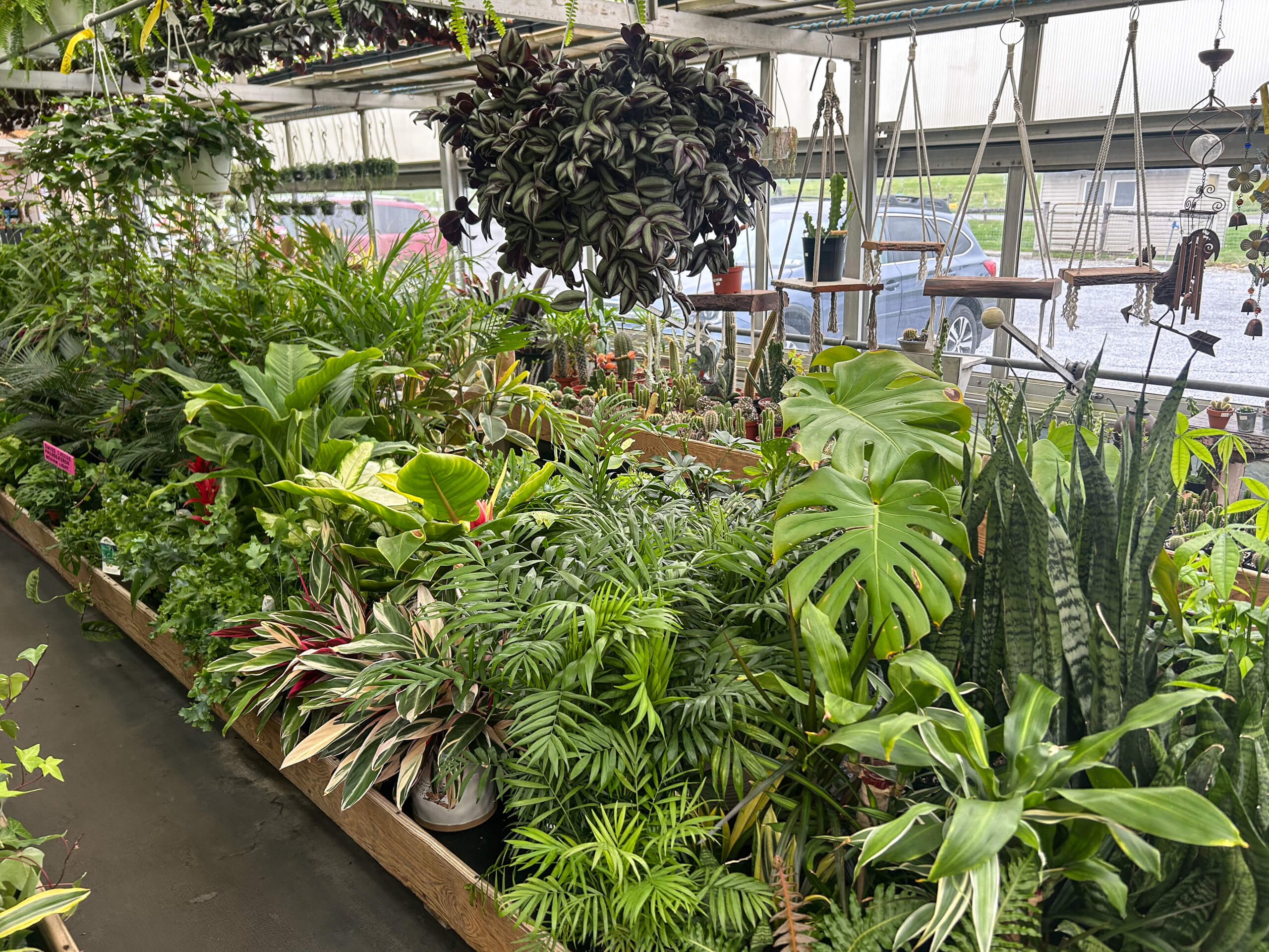 Willow Brook Greenhouse Honey Brook, PA Greenhouse interior with various potted tropical plants, hanging vines, and large leafy foliage under natural light.