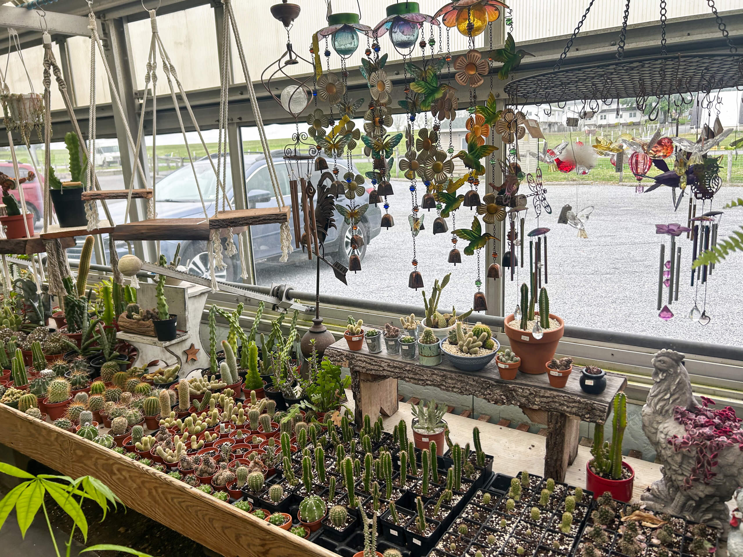 Willow Brook Greenhouse Honey Brook, PA Cacti and succulents are arranged on tables in a greenhouse, with glass and metal hanging ornaments displayed above. Cars and buildings are visible outside through large windows.