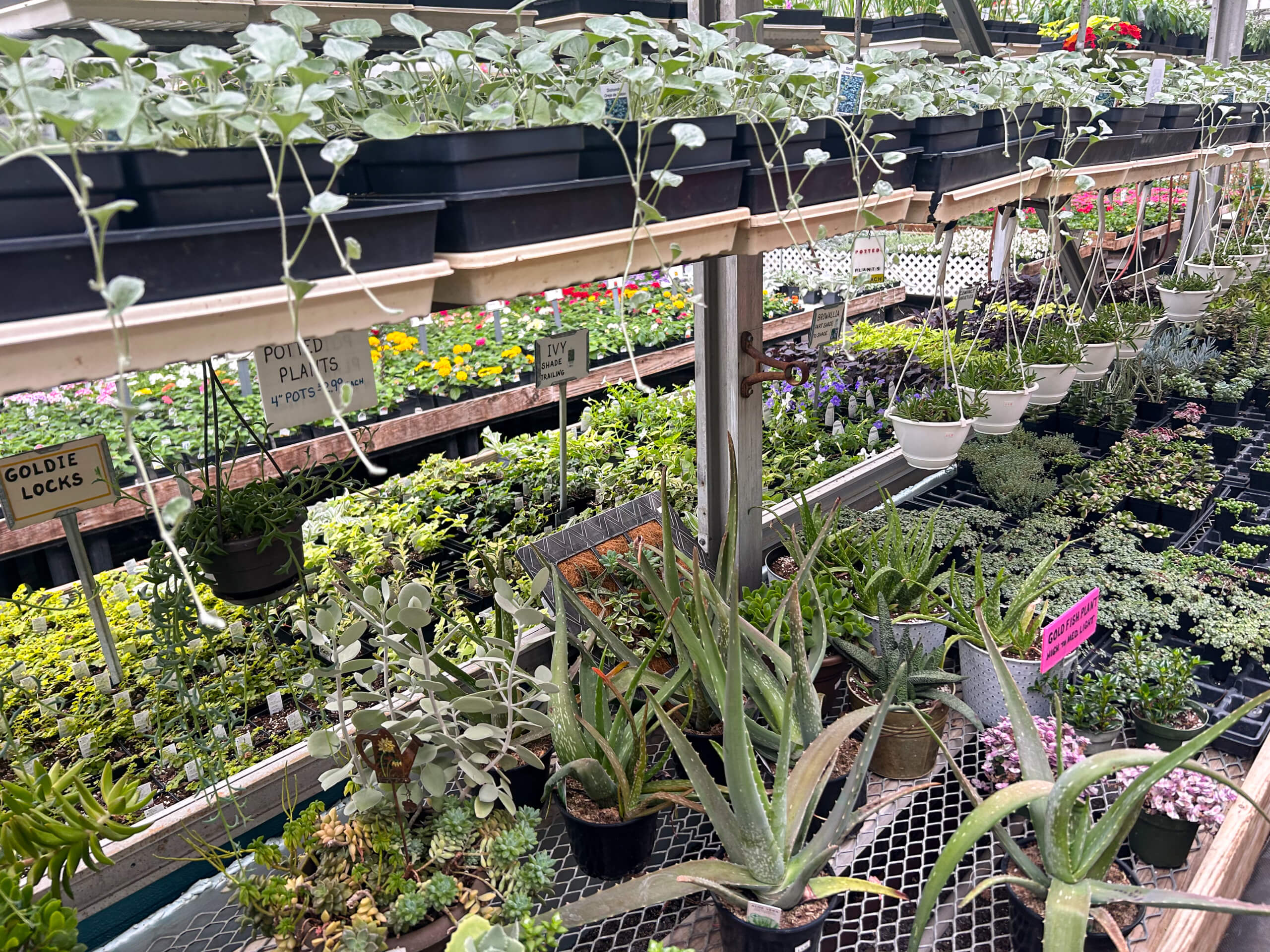Willow Brook Greenhouse Honey Brook, PA Rows of potted plants and succulents displayed on shelves at a garden center, with hanging pots above and plant labels visible on the shelves.