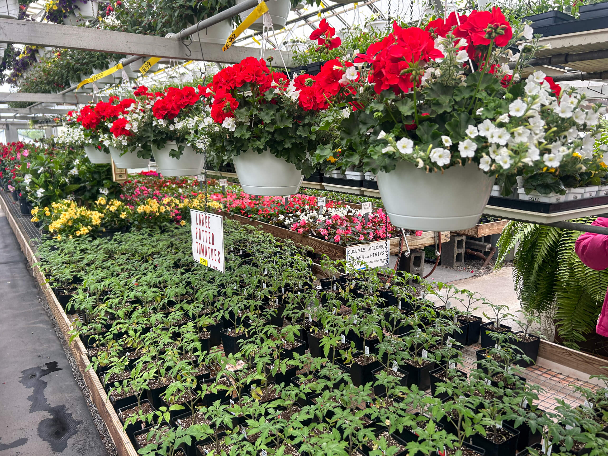 Willow Brook Greenhouse Honey Brook, PA Rows of small potted plants sit beneath hanging baskets of red and white flowers inside a greenhouse. Signs label “Large Potted Plants” and “Garden Salad Plants.”.