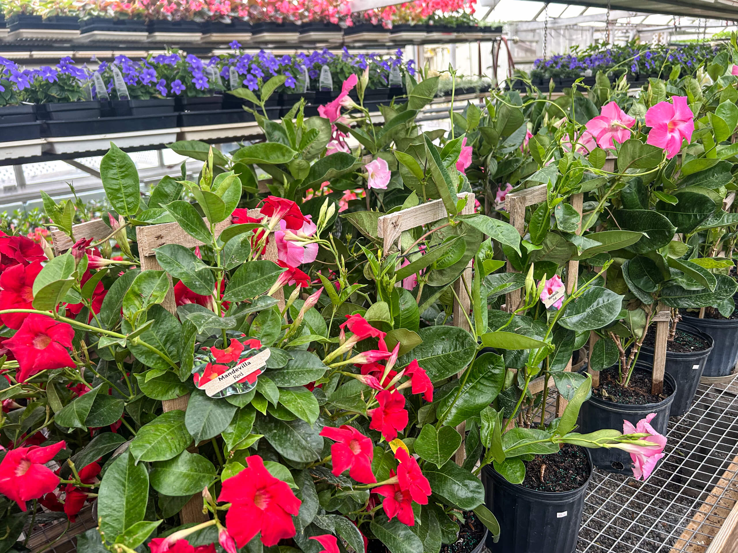 Willow Brook Greenhouse Honey Brook, PA Potted flowering plants with bright red and pink blooms are displayed on metal shelves inside a greenhouse.
