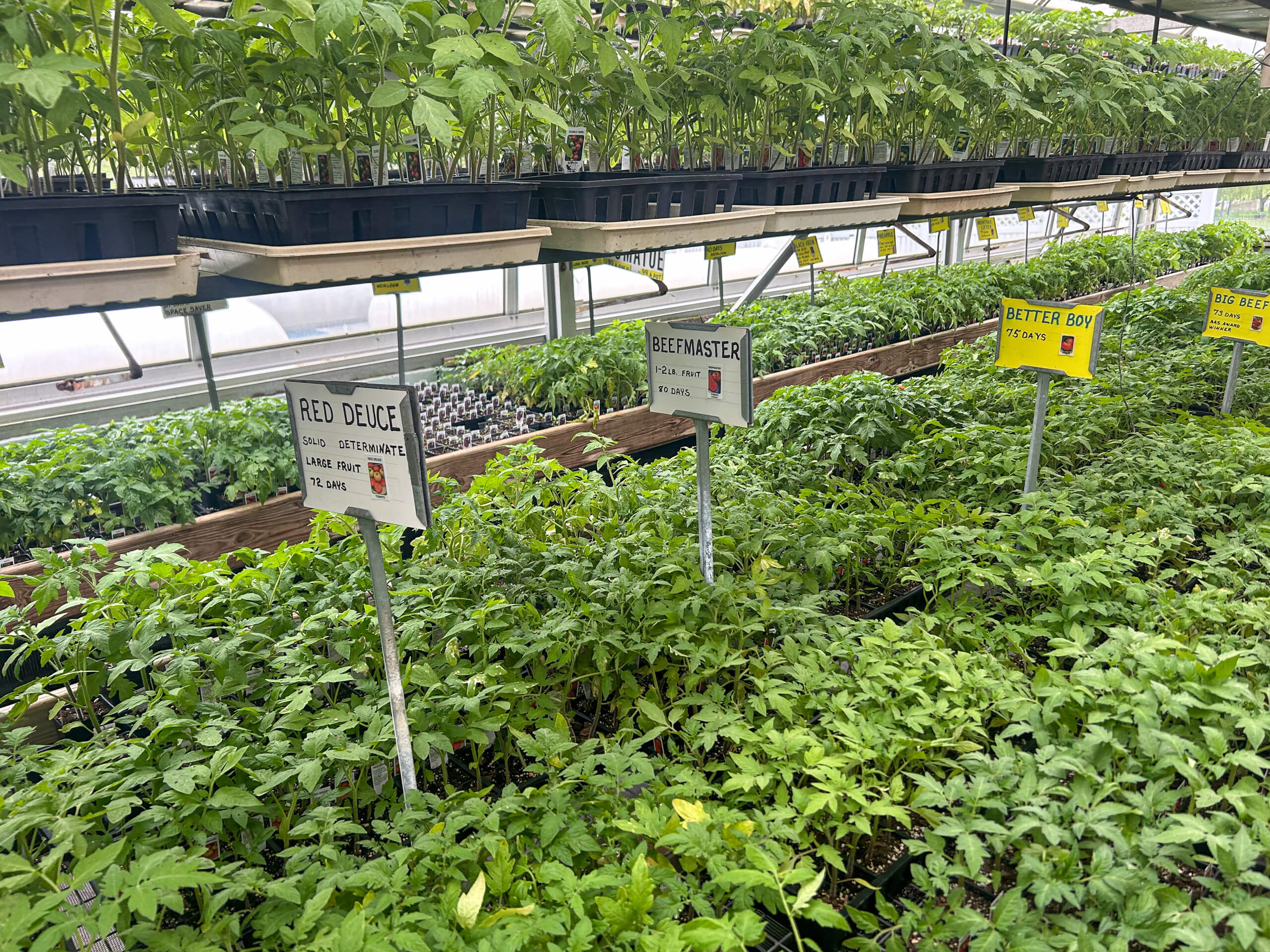 Willow Brook Greenhouse Honey Brook, PA Trays of young tomato plants labeled with different varieties, including Red Deuce, Beefmaster, and Better Boy, arranged on greenhouse tables.