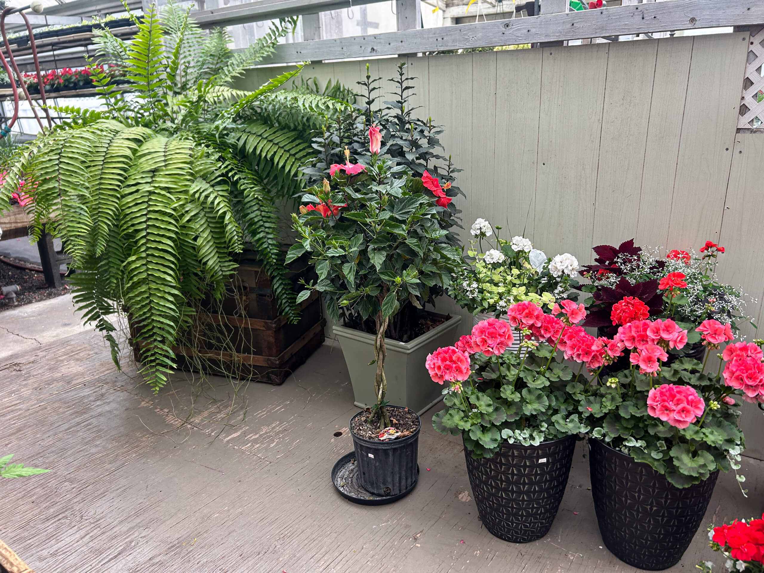 8.20.26 Willow Brook Greenhouse Gallery 2-2 Potted fern, a hibiscus with red flowers, white alyssum, and pink geraniums in black planters arranged on a patio near a greenhouse wall.