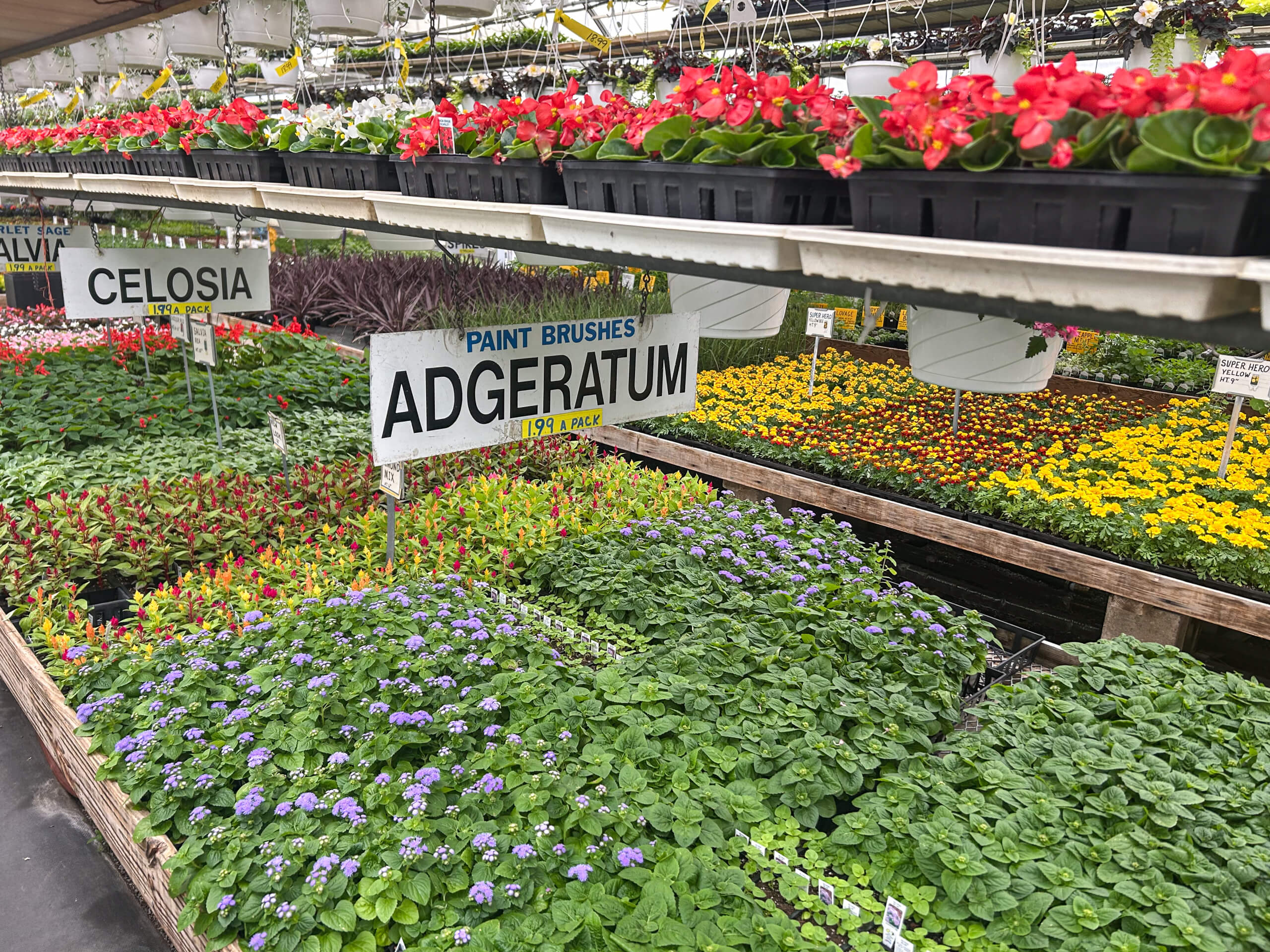 Willow Brook Greenhouse Honey Brook, PA Rows of flowering plants, including adgeratum, celosia, and begonias, are displayed on shelves in a well-lit garden center. Signs label different plant varieties.