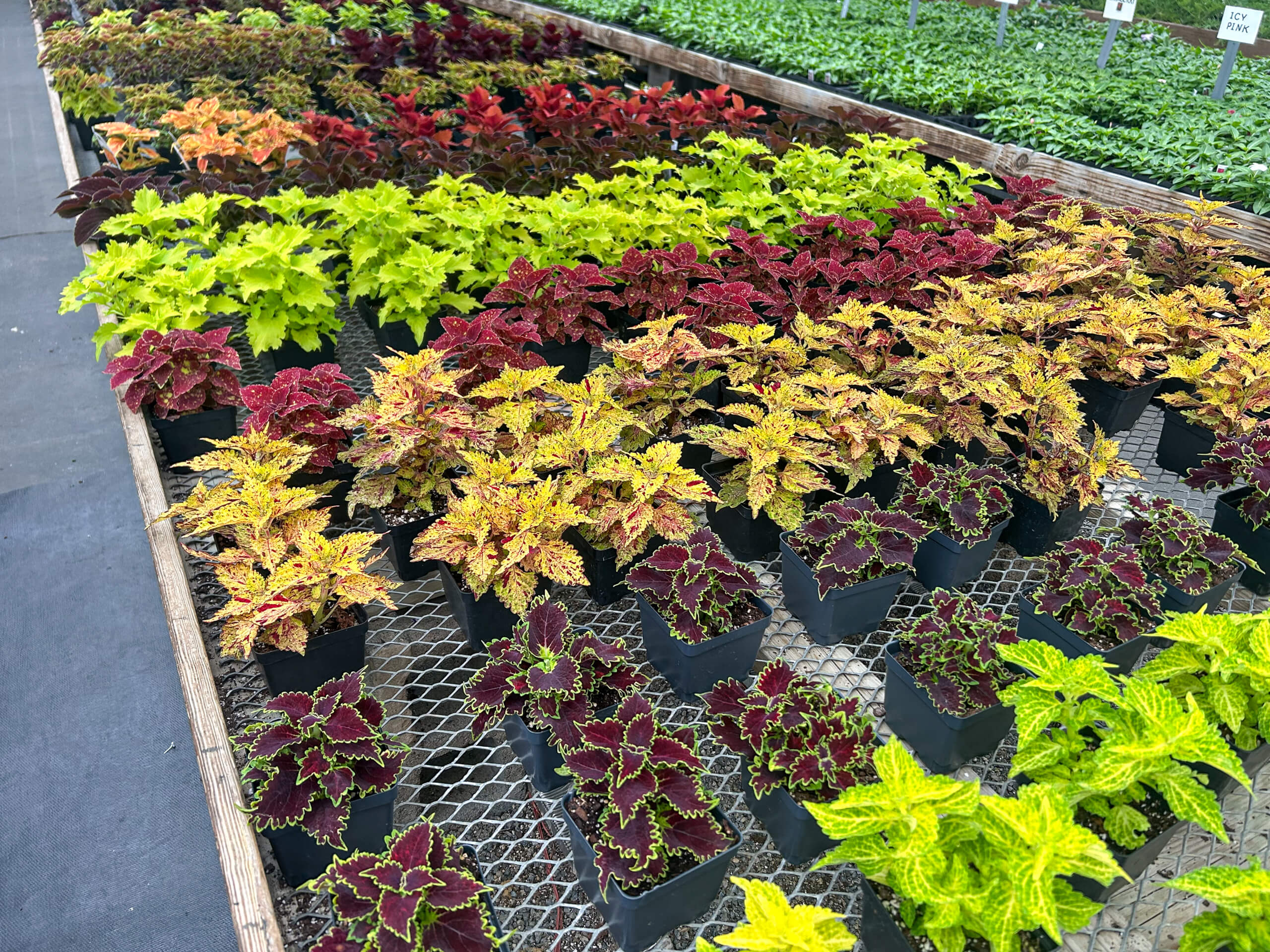 Willow Brook Greenhouse Honey Brook, PA Pots of colorful coleus plants arranged in neat rows on metal tables inside a greenhouse, with different leaf colors and patterns visible.