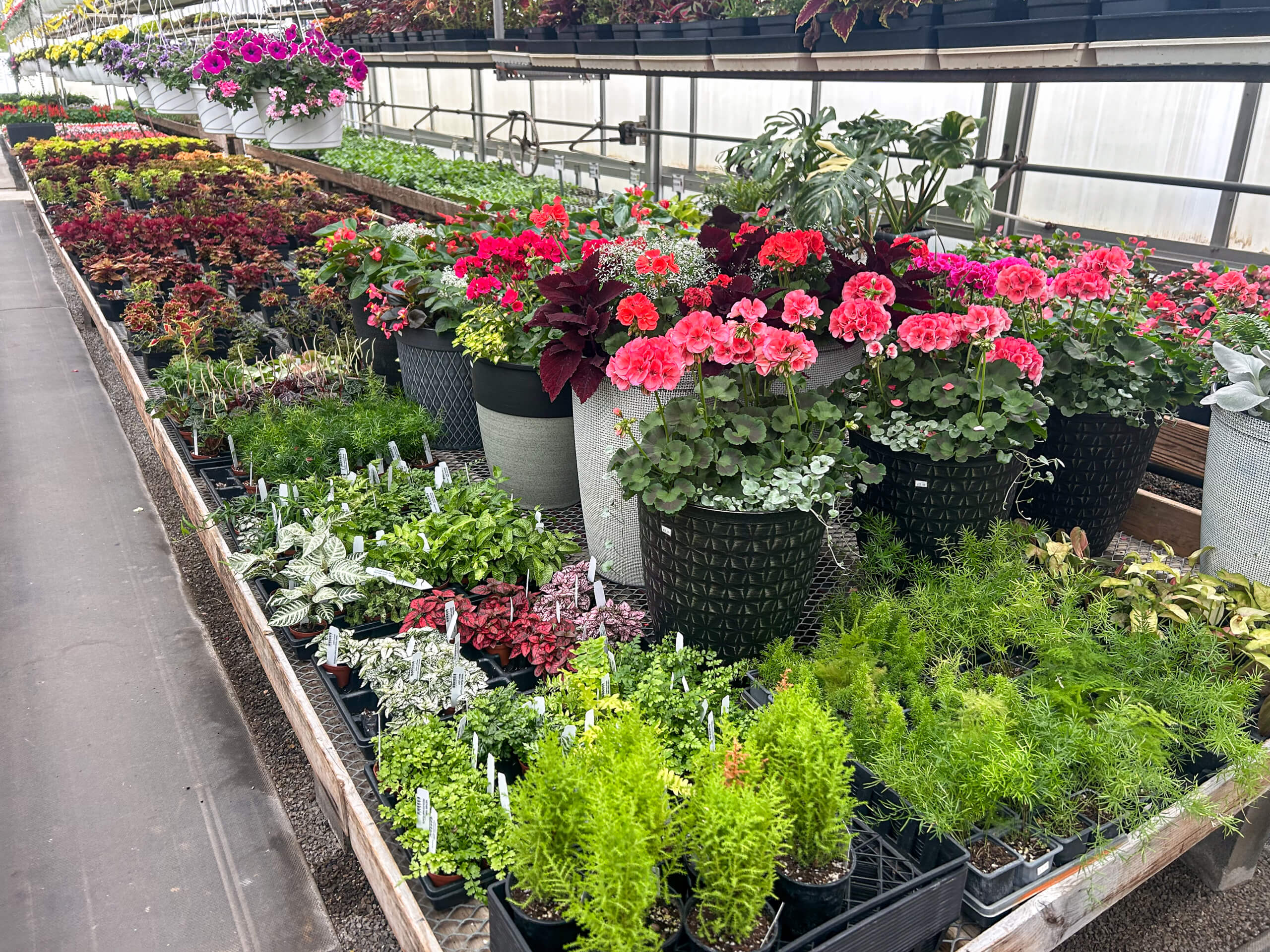Willow Brook Greenhouse Honey Brook, PA Assorted potted plants and flowers arranged on display tables inside a greenhouse with rows of colorful blossoms and greenery.