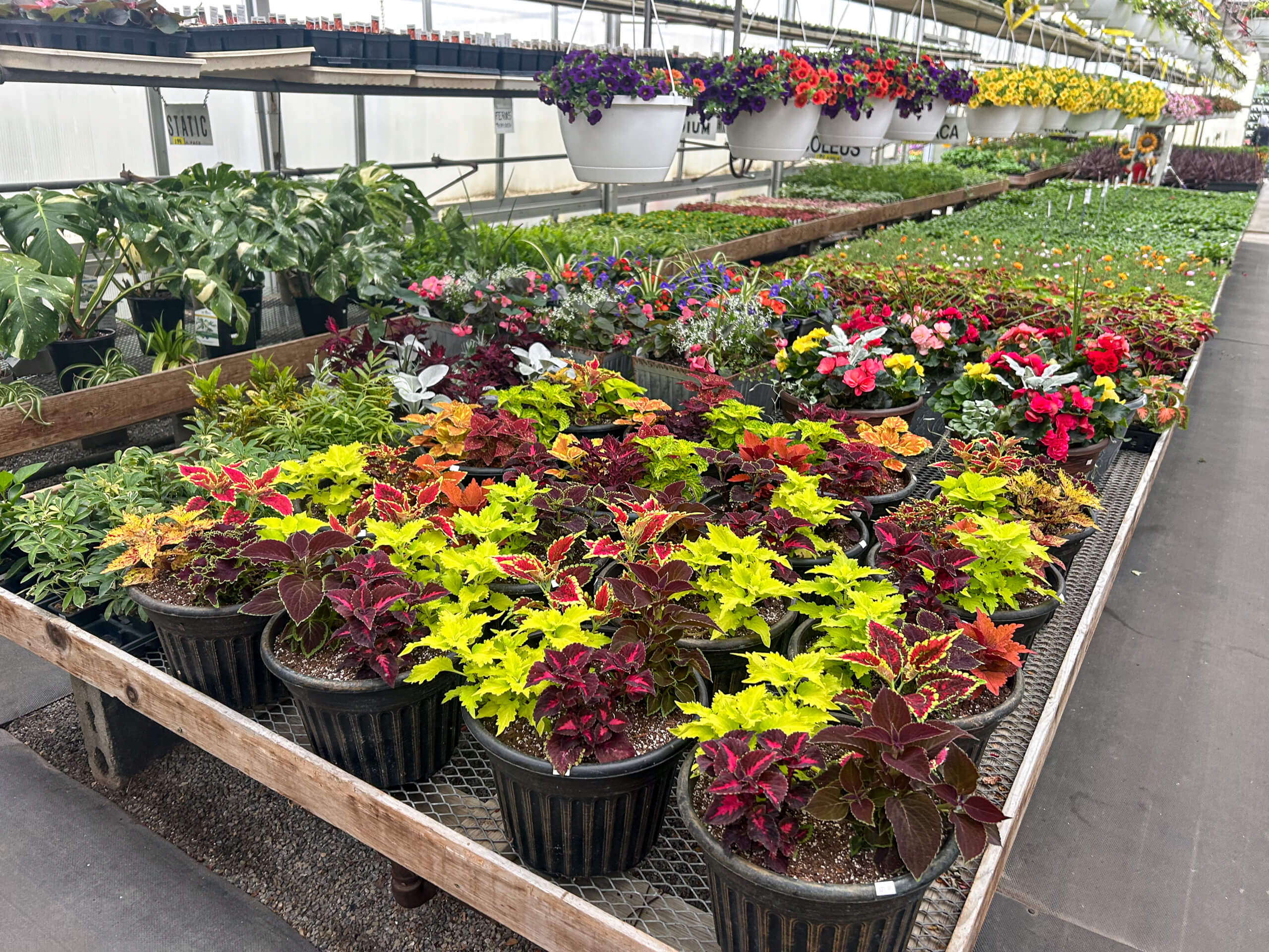 Willow Brook Greenhouse Honey Brook, PA Rows of potted plants with colorful leaves and flowers are displayed on metal tables inside a greenhouse. Hanging flower baskets are visible overhead.