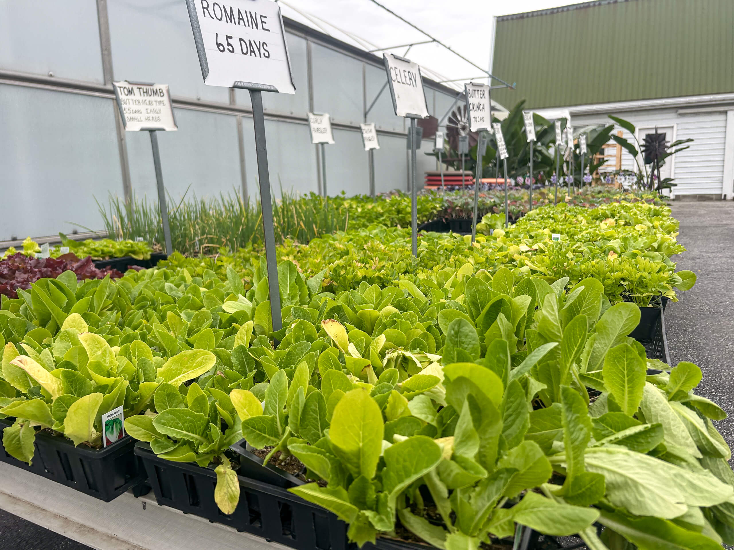Willow Brook Greenhouse Honey Brook, PA Trays of young lettuce plants labeled with different varieties and days to maturity are displayed on tables in an outdoor garden center.
